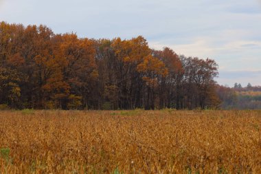 Kuru, altın renkli bir arazinin geniş bir görüntüsü, ufuktaki bir orman çizgisi ile zıtlaşır, sonbahar yaprakları zengin turuncu ve kahverengi renkleri sergiler.. 