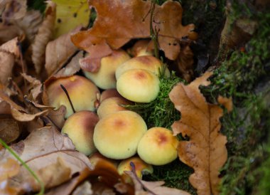 Parlak bir mantar kümesi düşen sonbahar yapraklarının arasından geçerek koyu yeşil yosunlarla kaplı eski bir ağacın dibinde yetişir. Mantarların sarı-turuncu başlıkları göze çarpıyor, kasvetli bir günde orman bitkilerinin doğal doğal bir resmini oluşturuyor.