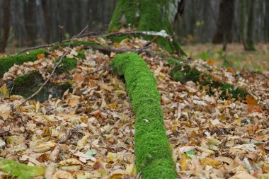 Odaklanmış bir çekim, düşen sonbahar yapraklarından oluşan bir halıyı keserek tamamen yosunla kaplı kalın, parlak yeşil bir dal veya kökü vurgular. Orman manzarası nemli, doğal ve dokunulmamış bir ekosistemin hissini mükemmel bir şekilde yakalar. 