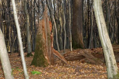 Bir sonbahar ormanının derinliklerinde, yeşil yosunlarla kaplanmış büyük, bölünmüş bir ağaç kütüğü devrilmiş yapraklar ve çıplak, uzun ağaçlar arasında yer alır..
