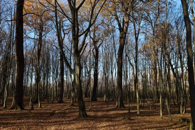 Uzun ağaçların ve zemini kaplayan yapraklardan oluşan bir sonbahar ormanı. Çıplak dallar mavi gökyüzüne doğru uzanır, barış ve sessizlik ortamı yaratır..