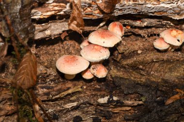 Pembe-turuncu kapaklı küçük mantar kümesi koyu kahverengi, çürüyen ağaç kütüğünün yarıklarından çıkar. Zengin ağaç kabuğu dokusu ve etrafındaki düşen yapraklar nemli, ağaçlık zemin çevresini vurgular..