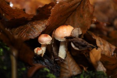 Hafif pembemsi şapkaları ve beyaz sapları olan küçük, genç mantarlar nemli ve zengin sonbahar yapraklarından süzülüyorlar..