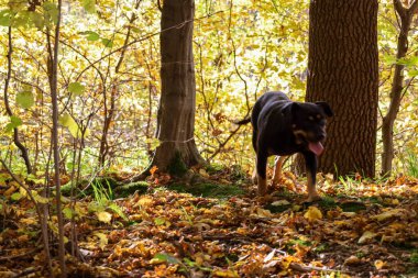 Siyah bir köpek, sarı yapraklı ağaçlar ve kurumuş yapraklardan oluşan bir halı ile çevrili güneşli bir sonbahar ormanında hızlı bir şekilde yürüyor. Kanopi boyunca süzülen ışık, hayvanın hareketini ve mevsimin sıcak, zengin renklerini vurgular. 