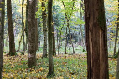 Uzun ağaç gövdelerinden oluşan bir sıra, düşen sarı yaprakların çimenli zemini kapladığı bir sonbahar ormanının derinliklerine çekilir. Arka plandaki dallar karmaşık bir karmaşa yaratıyor. Yoğunluk hissi ve değişen atmosfer. 