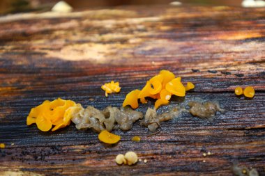 Koyu kahverengi, ıslak bir kütüğün gövdesinde büyüyen parlak sarı ve şeffaf gri jöle mantarlarını gösteren yakın çekim..