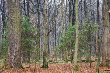 Ormanın derinliklerine baktığımızda yoğun, çıplak ağaç gövdeleri ve canlı yeşil köknar fidanlarının kahverengi yapraklardan oluşan bir halıya karşı kontrastlık sağladığını görüyoruz. Sahne, sonbaharın sonlarında ya da kışın başlarında serin, nemli ve sessiz bir atmosfer taşır..