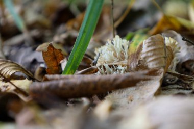 Düşük açılı bir makro çekim, düşen sonbahar yaprakları ve tek bir yeşil çimen yaprağının arasına yerleştirilmiş beyaz mercan benzeri bir mantarı gösterir. Yaprakların sıcak kahverengi ve altın rengi, canlı yeşil ve beyaz dokusuyla tezat oluşturur. 