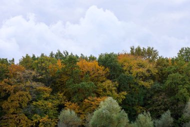 Manzara, yeşil, sarı ve turuncu tonların canlı bir renk halısı yarattığı karışık yapraklı bir sonbahar ormanını gösteriyor. Ağaçların tepesinde, bulutlu ama parlak bir gökyüzü ve büyük beyaz bulutlar geçiş mevsimini aydınlatıyor..