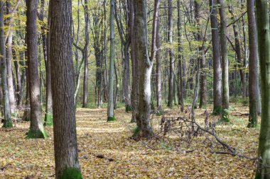 Dipte parlak yeşil yosunlarla kaplı desenli ağaç kabuklarıyla dolu, uzun, düz ağaçlarla dolu, güneşli bir sonbahar ormanı. Düşen yapraklardan oluşan altın bir halı toprağı kaplıyor ve ağaçlık bir sonbahar manzarası yaratıyor..