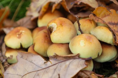 Büyük, kuru meşe yapraklarının altında kısmen gizlenmiş sarı-kahverengi başlıklı küçük mantarlardan oluşan bir küme, samimi bir sonbahar kompozisyonu oluşturuyor..