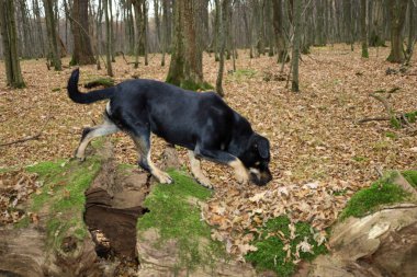 Bronz pençeli siyah bir köpek, seyrek bir ormandaki yosun kaplı, parlak yeşil bir kütüğün üzerinde dururken düşmekte olan sonbahar yapraklarını koklar. Fotoğraf doğanın keşfini, hareketin neşesini ve boş zamanlarını yakalar. 