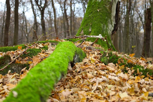 Parlak yeşil yosun kaplı bir kütük zemin boyunca uzanır önplanda sarı-kahverengi sonbahar yaprakları ile kaplı, geniş, yosun kaplı bir ağacın tabanı seyrek ormanın arka planında görülebilir..