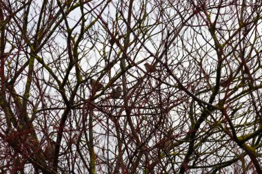 İnce, çıplak, ağırlıklı olarak kırmızımsı kahverengi dalların karmaşık karışıklığı gri bir gökyüzüne karşı duruyor ve yoğun bir doğal desen oluşturuyor. Dalların arasına birkaç küçük kuş yerleşmiş.,