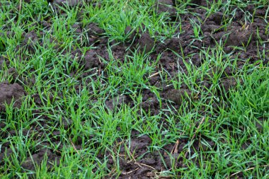 Yakın çekim zengin yeşil çimen ya da tomurcuklu, karanlık, nemli toprak tomurcukları içinde büyüyen genç tahıl ekinleri. Görüntü, bereketli toprağın dokusunu ve zıtlığını yenilenmeyi ve sağlıklı büyümeyi sembolize eden yeni, taze bir yaşamla aktarıyor..