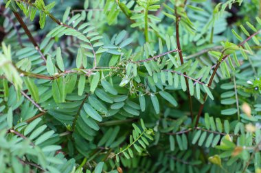 Yoğun, parlak yeşil bitki örtüsünün yakın plan görüntüsü, küçük, tüylü yapraklar, zengin bir doku ve doğal arkaplan oluşturur. Görüntü, tazelik hissi, hayat dolu bir hayat ve bahar ya da yaz aylarında bitki örtüsünün bolluğunu aktarıyor..