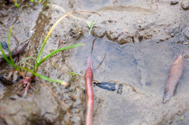 Islak ve çamurlu topraklarda sürünen bir solucanın yakından çekilmiş bir fotoğrafı. Etrafı su ve birkaç çimen parçası ile çevrili. Görüntü nemli zeminin dokusunu vurguluyor ve solucanın ekosistemdeki hayati rolünü gösteriyor, özellikle de yağmur yağdıktan sonra..
