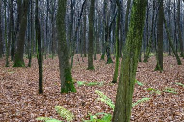 Bazıları yosunla kaplı tek sıra ağaç gövdeleri sessiz ve kasvetli bir sonbahar ormanında derinlik hissi yaratıyor. Yeşil eğreltiotlarının ortaya çıktığı zemin tamamen kahverengi yapraklarla kaplı ve geçiş dönemini vurguluyor. .