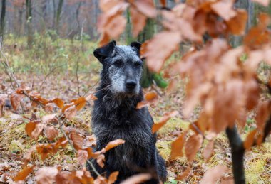 Gri ağızlıklı yaşlı bir siyah köpek, kahverengi yapraklarla kaplı bir sonbahar ormanının arka planına karşı dik oturur ve ileriye bakar. Turuncu dallar arasındaki düşük odaklı açı derinlik yaratır ve bir ormanlık alanın sonbahar ve tefekküre dayalı havasını güçlendirir. .