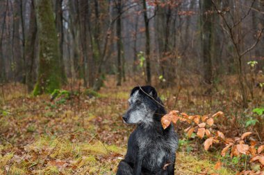 Gri ağızlıklı siyah bir köpek oturur, düşünceli bir şekilde yan tarafa bakar, narin ağaçlarla kaplı kasvetli bir sonbahar ormanının arka planına kurulur..