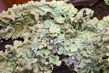 Açık yeşil, gri ve sarımsı renklerde eski ağaç kabuğu veya ahşabı yoğun bir şekilde kaplayan katmanlı bir liken. Bu detaylı doku biyolojik çeşitliliği, yavaş büyümeyi ve orman mikroflorasının doğal özelliklerini yansıtır..