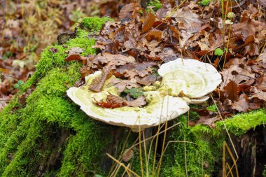 Büyük, açık renkli bir raf mantarı (polipore) tamamen parlak, yemyeşil yosunlarla kaplı bir ağaç kütüğünde yetişir ve güçlü bir kontrast oluşturur..