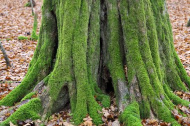 Yaşlı bir ağacın güçlü tabanı zengin, parlak yeşil yosunlarla kaplıdır. Antik bir güç ve doğal güzellik hissi yaratır. Kuru sonbahar yapraklarıyla çevrili, orman zeminine sıkıca tutunarak kökleri salıyor. 