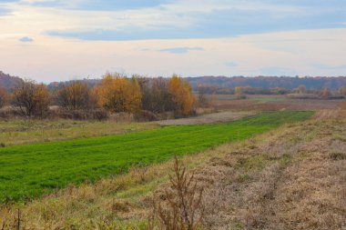 Kırsal bir sonbahar manzarası, sararan çalılara karşı kurulmuş kuru sakallarla kaplı bir tarlaya komşu yeşil bir kışın ekinini barındırır..