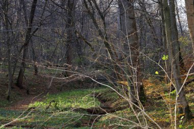 Derin bir sonbahar ormanlık arazisi yoğun bir şekilde güneşli bir açıklığı çevreleyen çıplak ağaçlarla dolu parlak yeşil otlarla dolu..