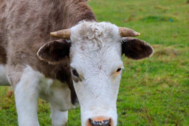 Yeşil bir çayırda durup doğrudan kameraya bakan genç bir ineğin ya da öküzün kafasının yakın çekimi. Beyaz ve kahverengi ceket, küçük boynuzlar ve özenli bakışlar hayvanın ve tarımsal yaşamın iç doğasını vurgular..