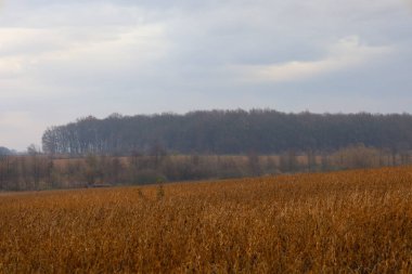 Önplanda geniş bir kuru, altın-kahverengi ekin tarlasının yer aldığı bir manzara üzerine kasvetli bir sonbahar günü. Tarlanın ötesinde bir çalılık şeridi ve ufukta yoğun, karanlık bir orman var açık gri bir gökyüzünün altında..