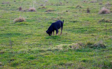 Bu fotoğraf orta boylu, bronz pençeleri yere eğilmiş yeşil bir tarlada çimleri koklayan siyah bir köpeği gösteriyor..