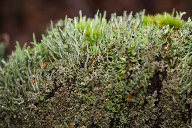Bu, çeşitli yosun ve yosun türleriyle kaplı bir orman zemininin son derece detaylı bir makro görüntüsü. Yoğun, gür yeşil bir halı oluşturuyor..
