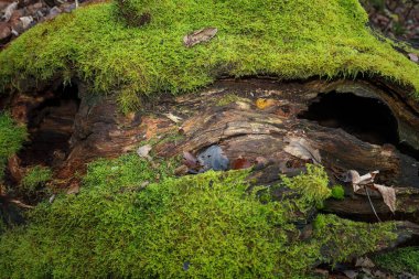 Bu, kalın, canlı yeşil bir yosun halı ile kaplı, eski, devrilmiş bir ağaç gövdesinin yakın çekimi, zengin bir doğal kontrastı yaratıyor. Tahtada derin delikler ve belirgin, karanlık, çatlak bir doku var. Doğal çürümeyi mükemmel bir şekilde tasvir ediyor. 