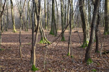 Bu orman sahnesinde, ince dallar ve düşmüş yapraklardan oluşan kahverengi bir halı ile çelişen, canlı yeşil yosunlarla kaplı, çıplak, düz gövdeli ağaçlar var.. 