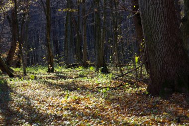 Bu manzara, ağaçların çıplak dallarından süzülen, yerde keskin gölgeler bırakan, parlak güneş ışığıyla aydınlatılan bir ormanı gösteriyor..