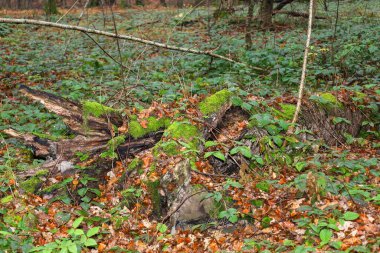 Bu geniş çekim, ön planda kısmen çürümüş bir ağaç gövdesine sahip, canlı yeşil yosunlar ve etrafını çevreleyen yeşil orman bitkilerinin yoğun filizleriyle kaplı bir orman manzarası içerir..