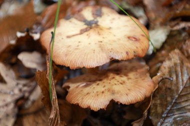 Bu detaylı yakın çekim nemli orman zemininde büyüyen iki mantarı gösteriyor. Düşmüş, ıslak sonbahar yapraklarıyla kaplı..
