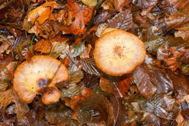 Bu detaylı yakın çekim, nemli, çürüyen orman zemininde büyüyen iki büyük mantar kaplamasını içeriyor. Kalın bir katman düşmüş, ıslak sonbahar yapraklarıyla kaplı..