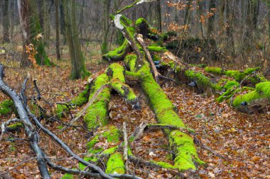 Bu çekim yoğun, nemli bir ormanın manzarasını gösteriyor. Düşen ağaç gövdeleri yoğun yeşil yosunlarla kaplı..
