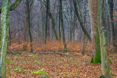 Bu manzara, sonbaharın sonlarında ya da kışın başlarında sık ve nemli bir yaprak döken ormanı gösteriyor. Ön planda, canlı yeşil yosunlarla kaplı iki ağaç gövdesi ve liken çerçeve sahne.