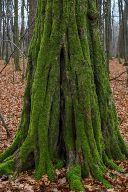 Bu dikey çekim geniş, eski bir ağacın tabanına yakın çekim, gövdesi ve açıkta kalan kökleri tamamen kalın, canlı yeşil bir yosun halı ile kaplıdır..