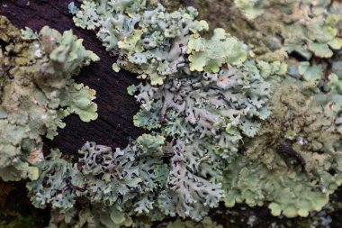 Bu makro çekim, çok katmanlı, grimsi yeşil bir yosunun eski ağaç kabuğunun koyu ve pürüzlü yüzeyinde büyüyen yakın çekimini yakalar..