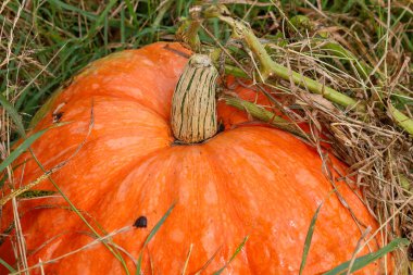 A close-up view of the top part of a large, brightly orange pumpkin lying in the grass. The characteristic striped dry stem and plant shoots are visible.