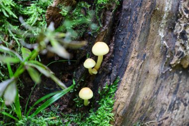 Three small mushrooms with pale yellow caps grow vertically on the damp trunk of a fallen tree or stump