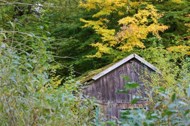 An old wooden building with a gable roof, covered in moss, is hidden among dense autumn foliage.