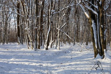 Yoğun yaprak döken bir ormanda güneşli bir kış günü, pek çok ince ağaç gövdesi el değmemiş bir kar tabakasının üzerinde yükselir. Fotoğraf, karlı zeminde ağaçların oluşturduğu uzun mavi gölgelerle sakin ve soğuk bir sessizlik hissi veriyor..