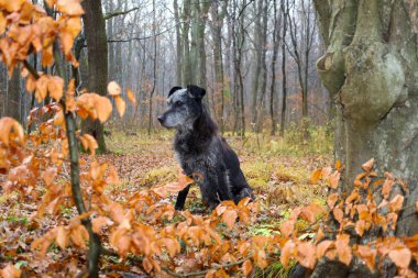 Gri ağızlıklı orta büyüklükte siyah bir köpeğin, turuncu ve kahverengi yapraklarla kaplı bir şekilde orman zemininde oturduğu sonbahar ormanının güzel bir görüntüsü..