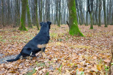 Ormanın zemininde ıslak yapraklarla kaplı kahverengi işaretli siyah bir köpeğin dikiz görüntüsü. Köpek ağaçların derinliklerine bakar. İnce, yapraksız ağaçlar.,