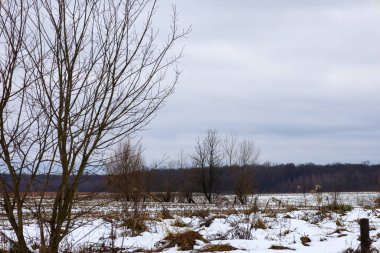 Geniş bir kış manzarası: Ufukta karanlık bir orman hattına doğru uzanan önplanda çıplak bir ağaç ve kar ve kuru otlarla kaplı bir tarla görülebilir..